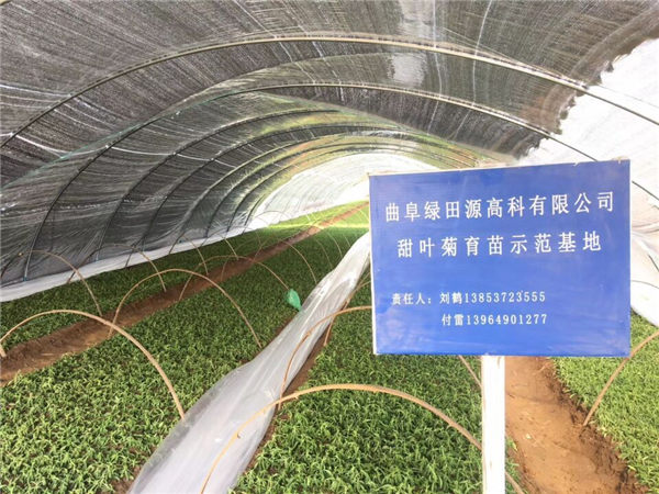 祝賀曲阜綠田源高科甜葉菊150畝有機育苗基地在山東省曲阜市防山鄉(xiāng)席家村成功落成！